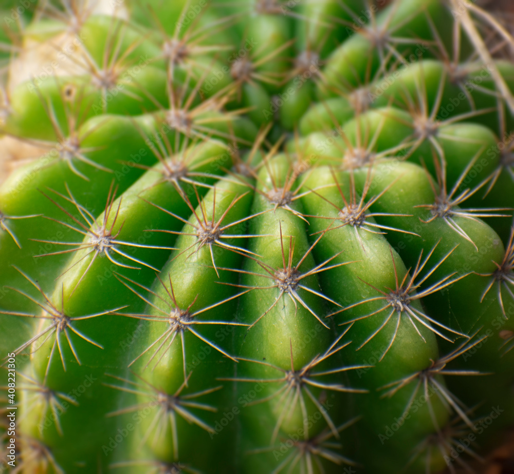 Domino cactus, Night blooming hedgehog, Easter lily cactus.Selective focus.