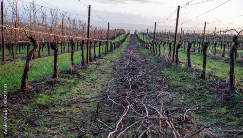 Looking down between rows of grapevines, green grass and piles of vine clippings an the ground, heavily pruned vines stretching away towards the horizon, winter scene in an Oregon vineyard.