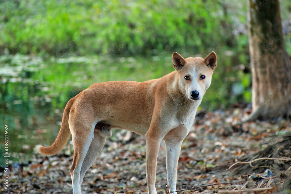 Indian pariah dog. Indian pariah dog.