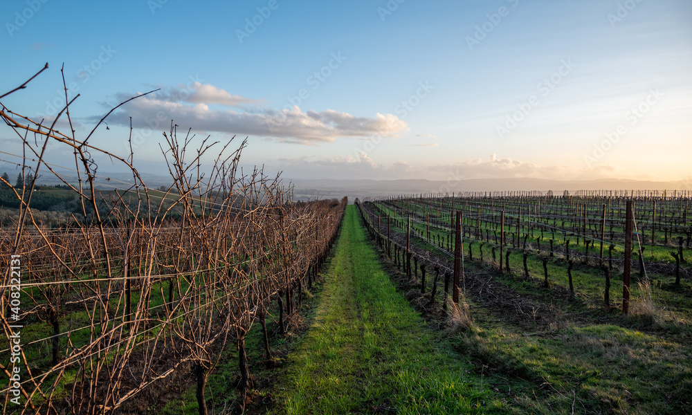 Looking down between rows of grapevines, one side pruned back to the trellis and the other side with long bristles, twigs and tendrils bare of leaves. 