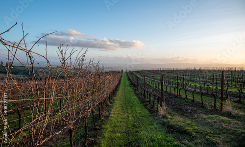 Looking down between rows of grapevines  one side pruned back to the trellis and the other side with long bristles  twigs and tendrils bare of leaves. 