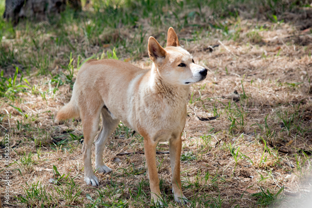 the golden dingo is looking out for danger the golden dingo is looking out for danger
