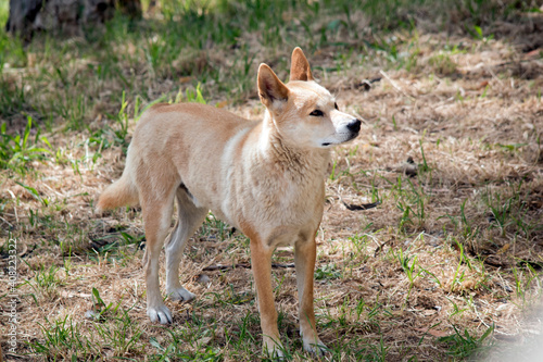 the golden dingo is looking out for danger © susan flashman