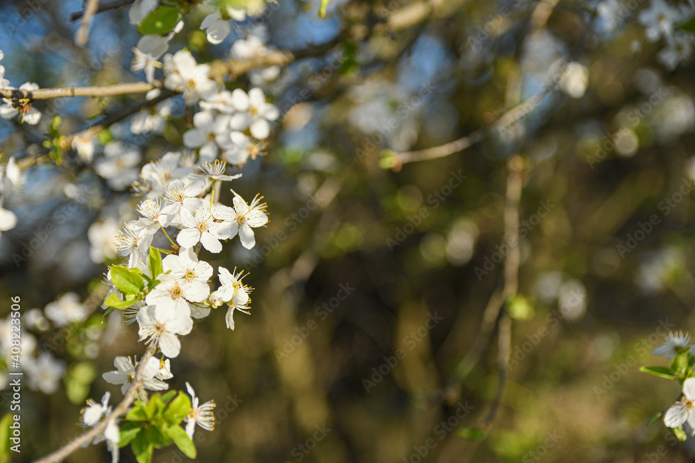 Fruit trees bloom in spring against a background of blue sky and other flowering trees. Close-up Fruit trees bloom in spring against a background of blue sky and other flowering trees. Close-up