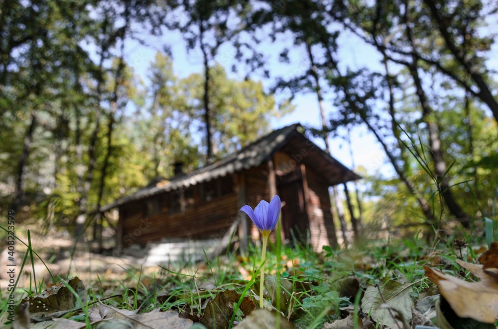 wooden house in the woods