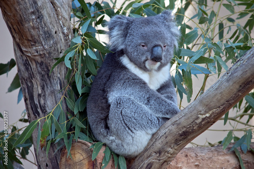 Fototapeta Naklejka Na Ścianę i Meble -  the koala is sitting in the fork of a tree
