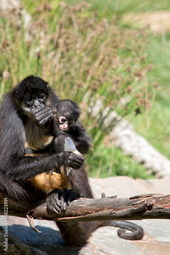 the spider monkey is holding her young monkey
