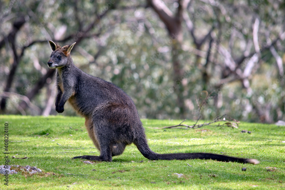 the swamp wallaby has a joey in her pouch the swamp wallaby has a joey in her pouch