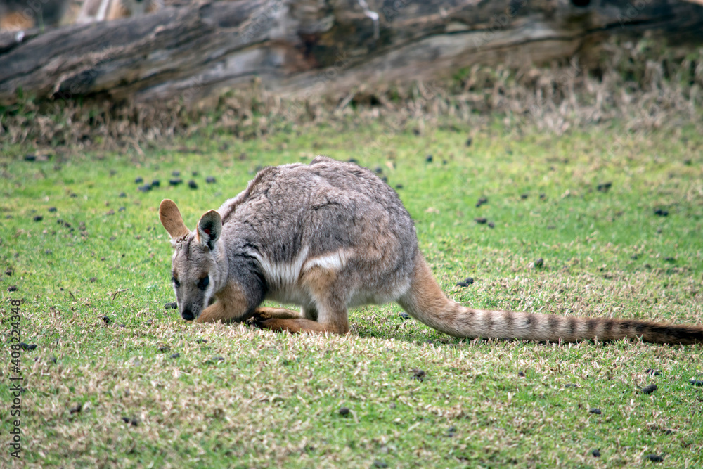 Obraz premium the yellow footed rock wallaby is eating grass