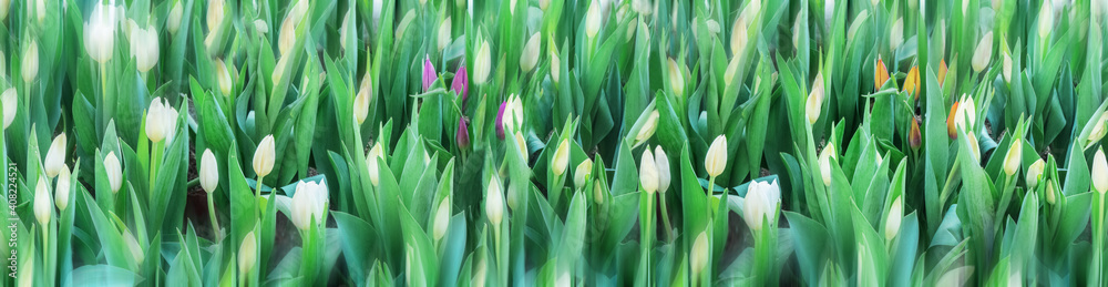 Panorama of growing tulips flowers close up. Blooming tulips. Selective focus Panorama of growing tulips flowers close up. Blooming tulips. Selective focus