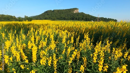 The beautiful scenery of a yellow sunn hemp field in Nakhon Sawan province, Thailand. photo