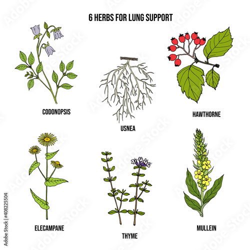 Set of best herbs for lung support