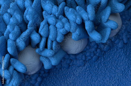 Peyer's Patches lymphoid-tissue in the human body part of the immune system 3d illustration top view photo