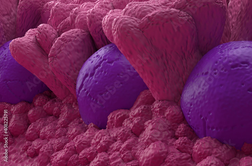 Peyer's Patches lymphoid-tissue in the human body part of the immune system 3d illustration close-up photo