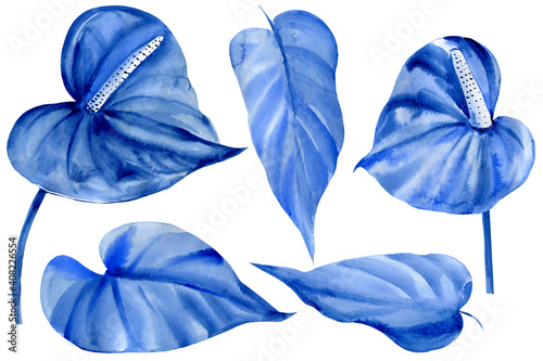 Set of blue leaves on white background, watercolor illustration, tropical flowers, anthurium 