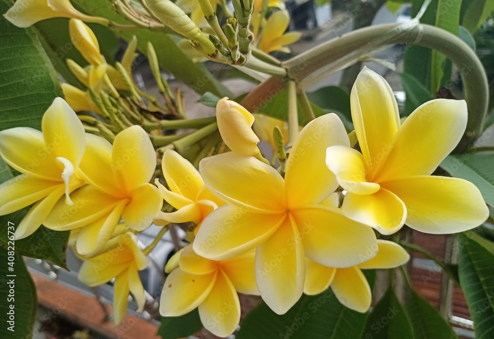 yellow flowers yellow flowers