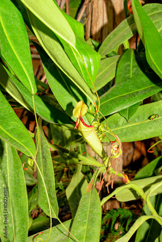 Nepenthes are plants that can catch insects.