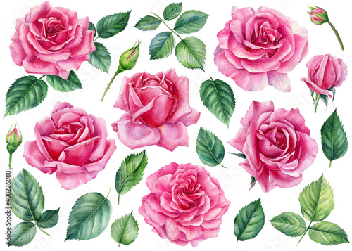  Set of pink roses, leaves, bud on white background, watercolor botanical illustration