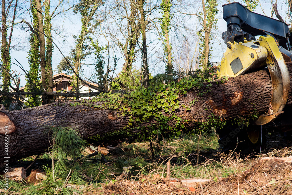 skidder used in the forestry industry to fell and pull large tree trunks skidder used in the forestry industry to fell and pull large tree trunks