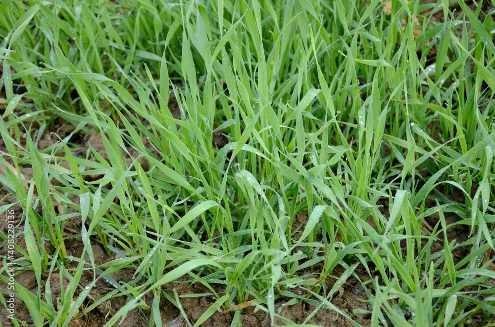 bunch the small ripe grain plant soil heap in the farm. bunch the small ripe grain plant soil heap in the farm.