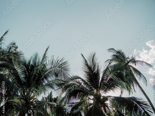 Coconut palm tree with sun light on sky and cloud background.