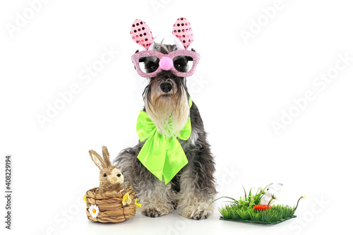 Canvas Print easter theme dog miniature schnauzer