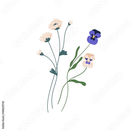 Gorgeous bunch of blossomed wildflowers like pansies and clovers. Delicate wild flowers isolated on white background. Botanical floral element. Colorful flat vector illustration