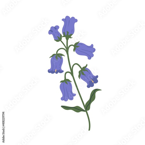 Delicate bell flower isolated on white background. Gorgeous blooming spring bluebell. Elegant botanical floral element. Colorful flat vector illustration isolated on white background