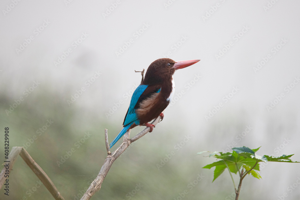 White-throated kingfisher perched on a tree branch White-throated kingfisher perched on a tree branch