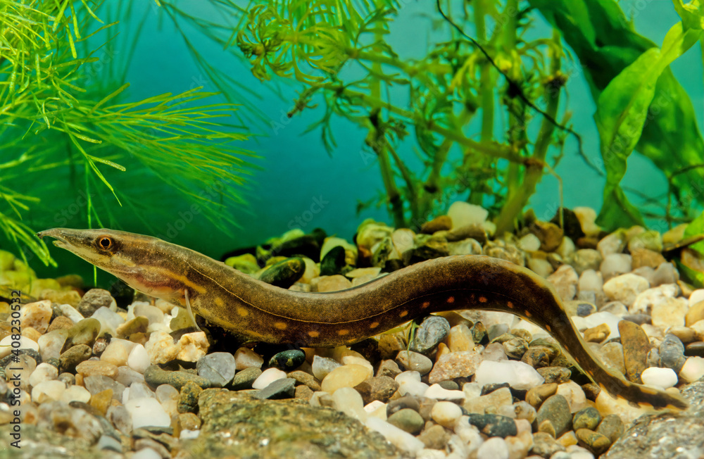 Fire eel, Mastacembelus erythrotaenia Fire eel, Mastacembelus erythrotaenia