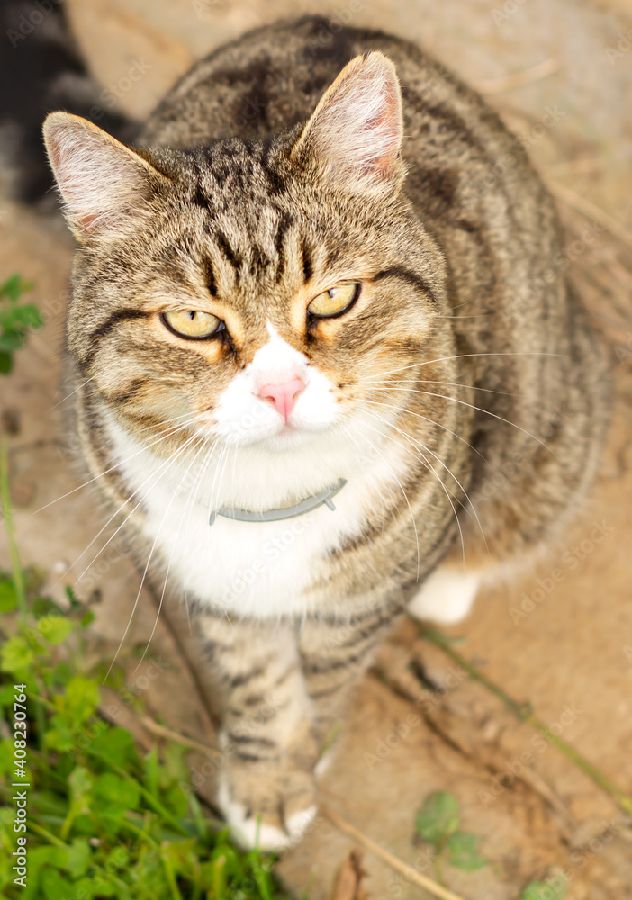 tabby cat outdoors
