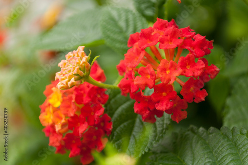 The Beautiful Red And Orange Flowers  of Lantana Camara
