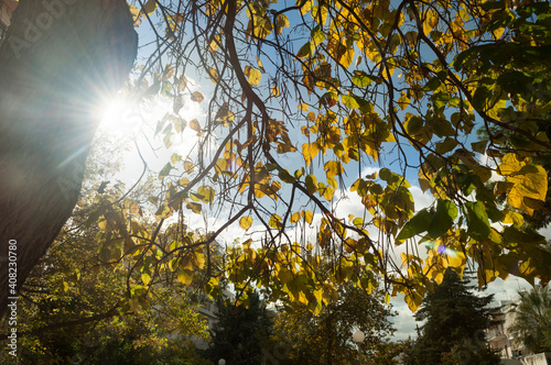A Park In The Fall, Yellow Colors Of November