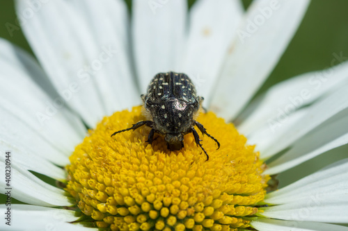 The white spotted rose chafer (lat. Oxythyrea funesta), of the family Cetoniidae.