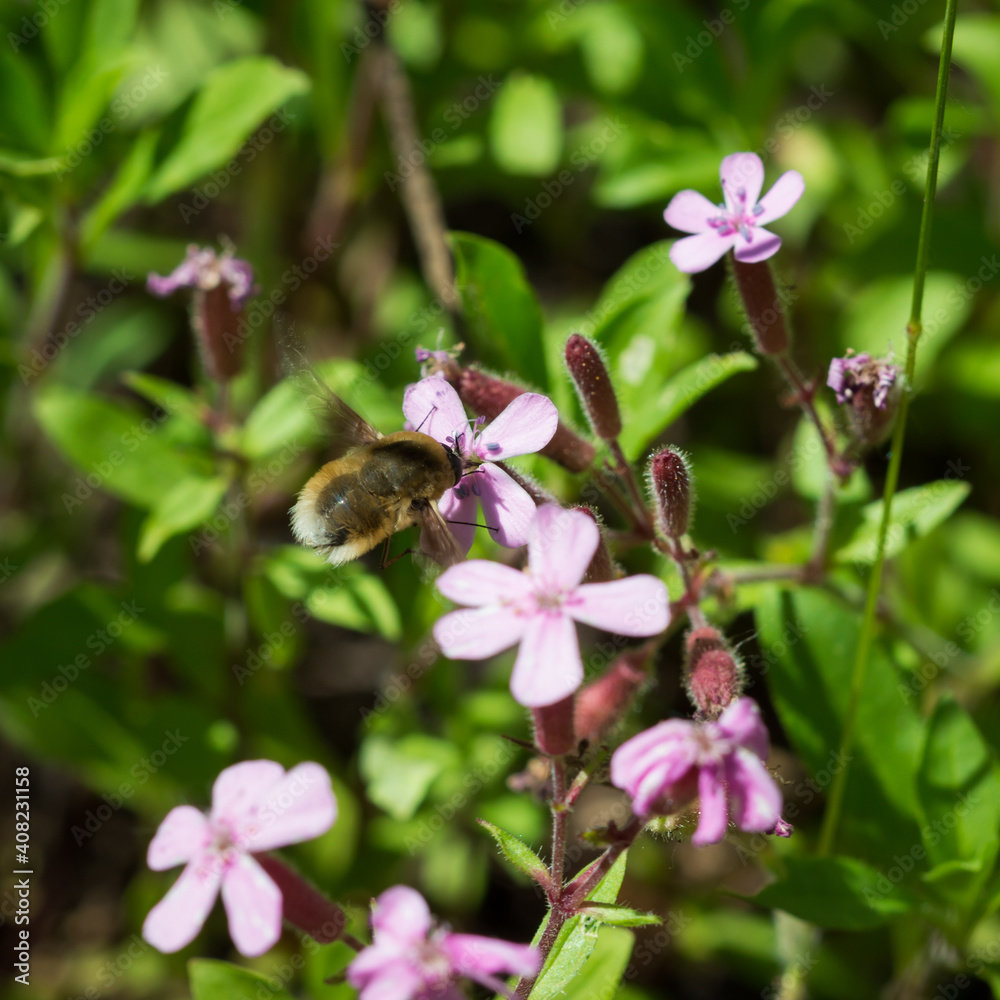 Fototapeta premium The large bee-fly or the dark-edged bee-fly (lat. Bombylius major), of the family Bombyliidae, and Saponaria ocymoides, of the family Caryophyllaceae.