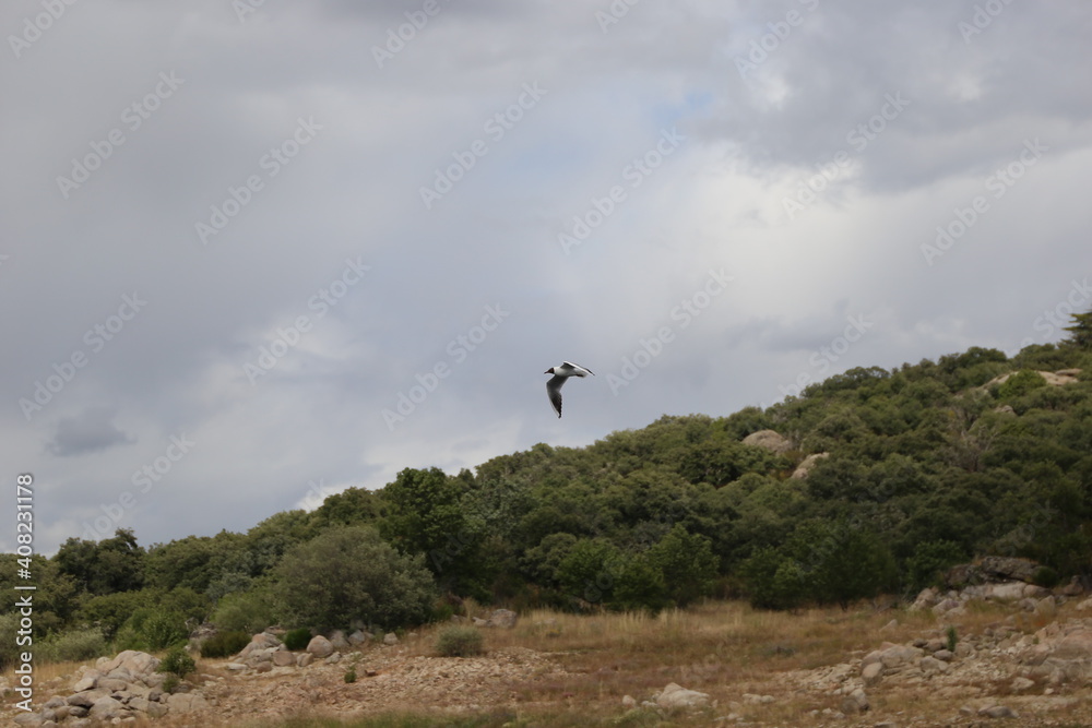 El vuelo del ave