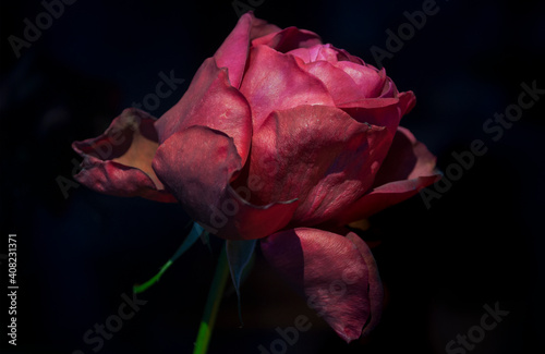Velvet Red Rose, Black Backgraund