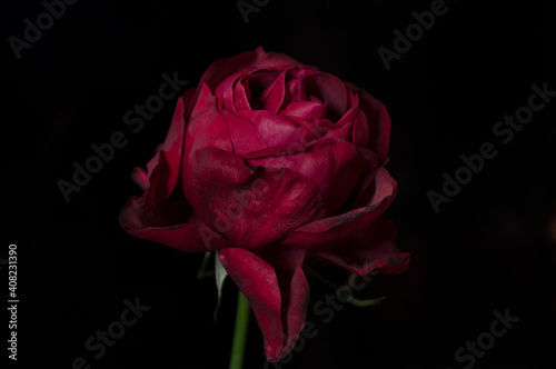 Velvet Red Rose, Black Backgraund, Gift