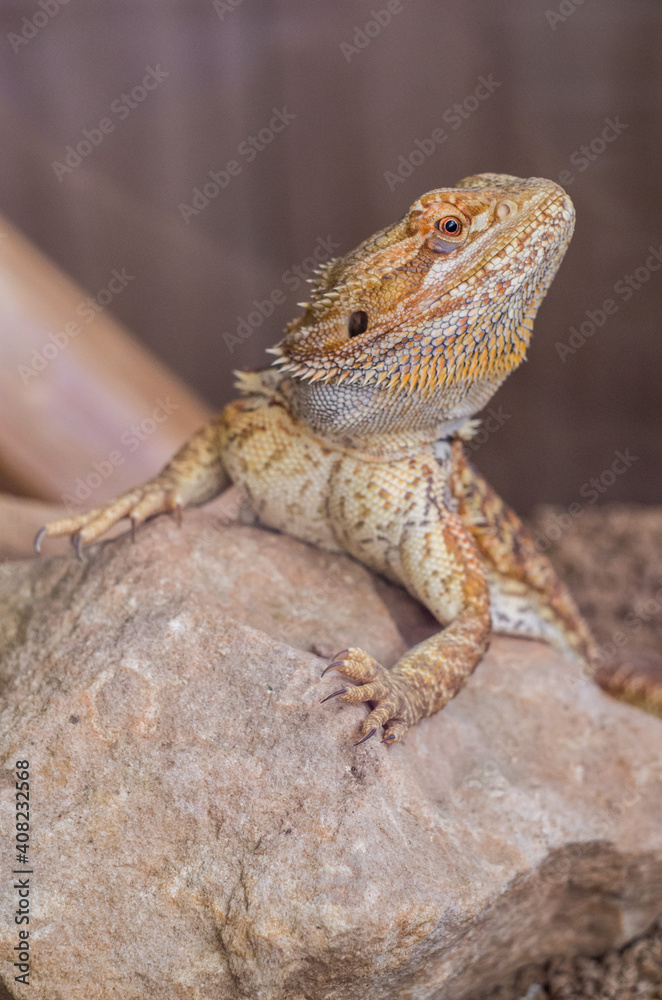 Detail of Bearded dragon (pogona) 