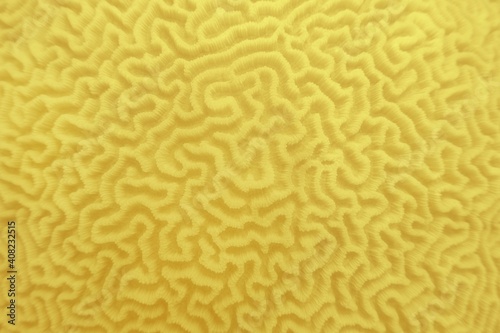 Abstract background in illuminating yellow color - Organic texture of the hard brain coral , colors of the year 2021