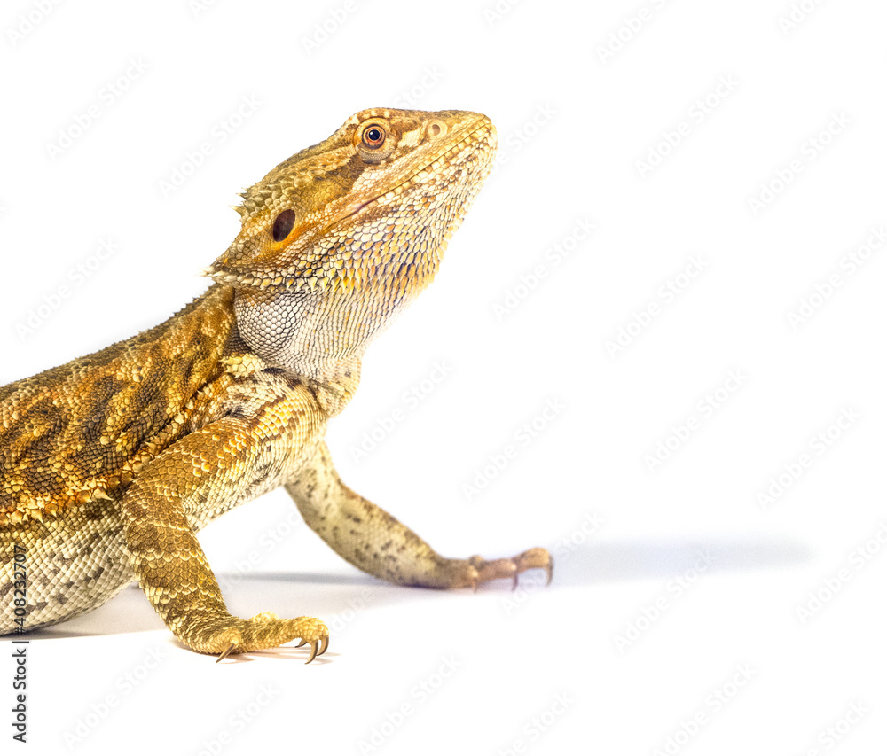 Obraz premium Detail of Bearded dragon (pogona) on white background