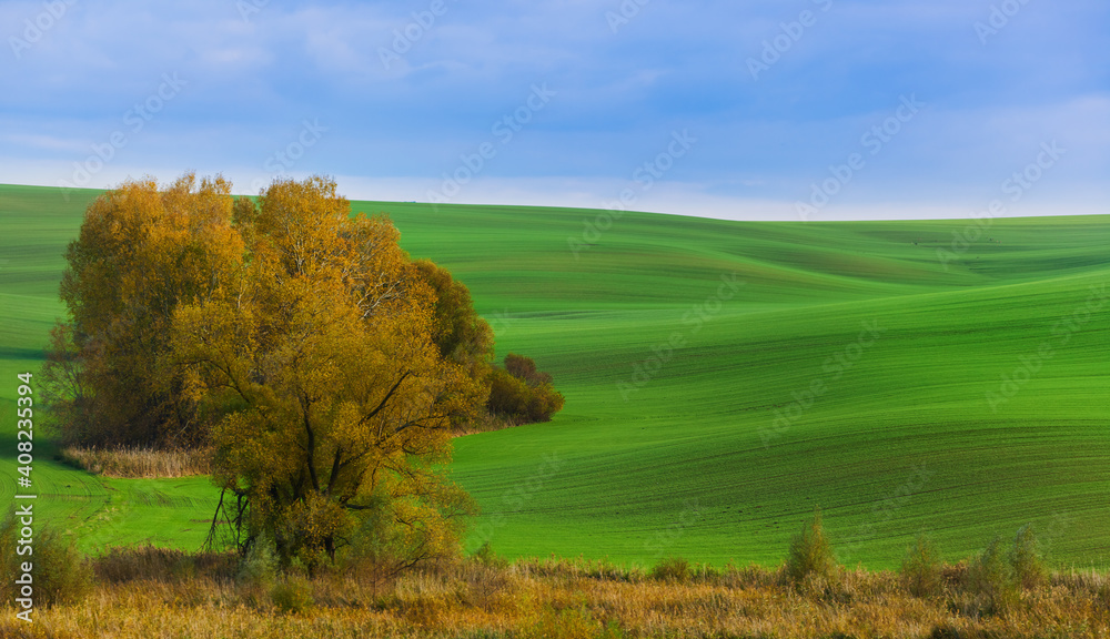 Obraz premium Famous moravian fields - Czech Republic