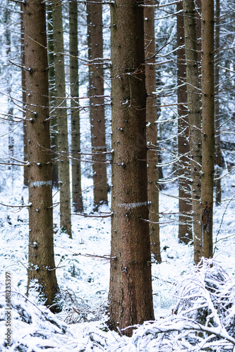 Fototapeta Naklejka Na Ścianę i Meble -  Zimowy las, sosny