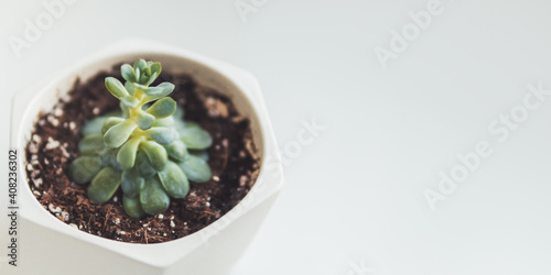 Flower pot with Echeveria. Green leaves of succulent plant on grey background. Peaceful botanical hobby. Gardening at home. Banner with copy space.