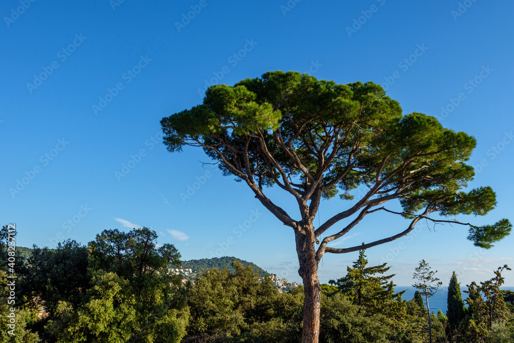 tree in the forest