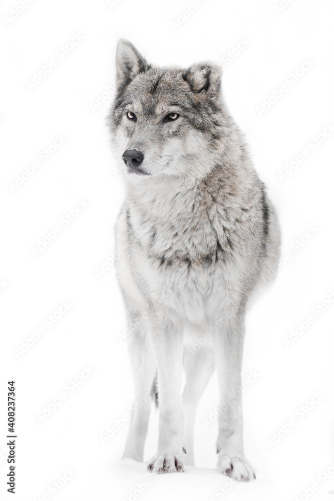 She-wolf vigorous on a white background, close-up