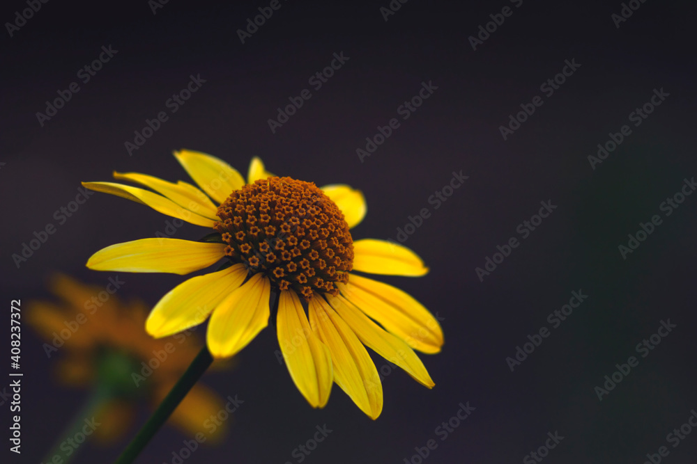 Flower with yellow petals on a dark background Flower with yellow petals on a dark background