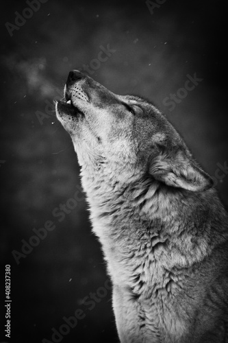wolf howling, muzzle in profile close-up on a dark background of a night
