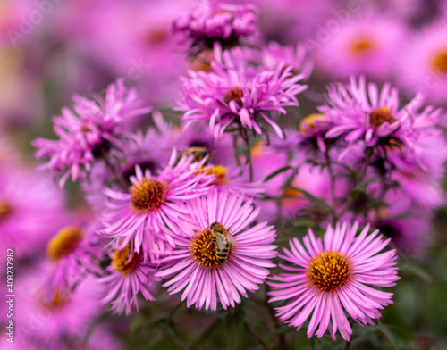 blooming asters beautiful autumn purple flowers