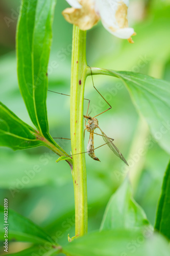 The crane fly (Tipula sp.), of the family Tipulidae.